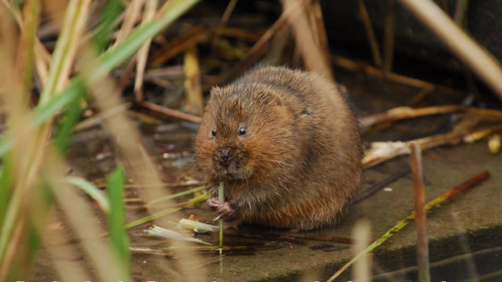 Water Vole eating in water 